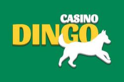 dingo casino